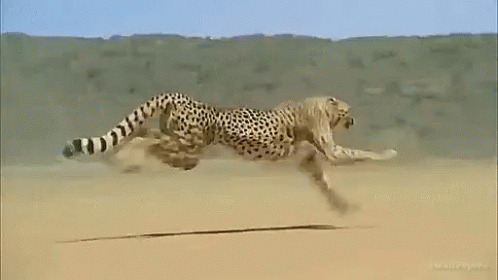 Cheetah Blank Meme Template