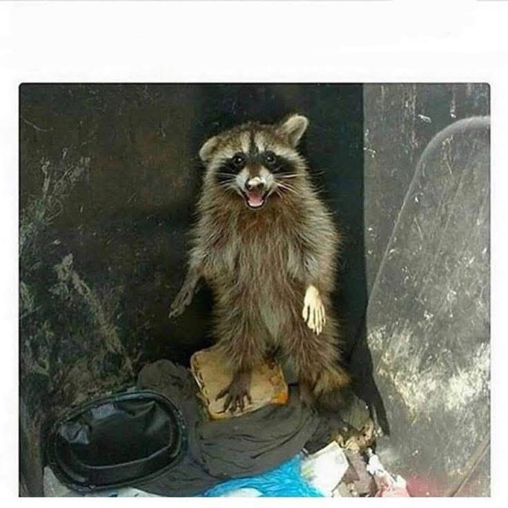 raccoon caught Blank Meme Template