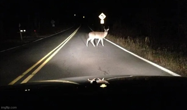 Deer Headlights | image tagged in deer headlights | made w/ Imgflip meme maker