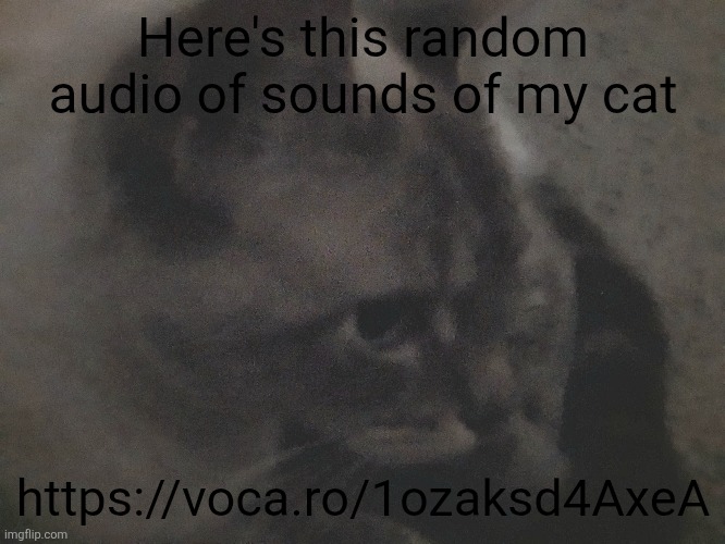 Mocha.mp3 | Here's this random audio of sounds of my cat; https://voca.ro/1ozaksd4AxeA | image tagged in mocha,cats | made w/ Imgflip meme maker