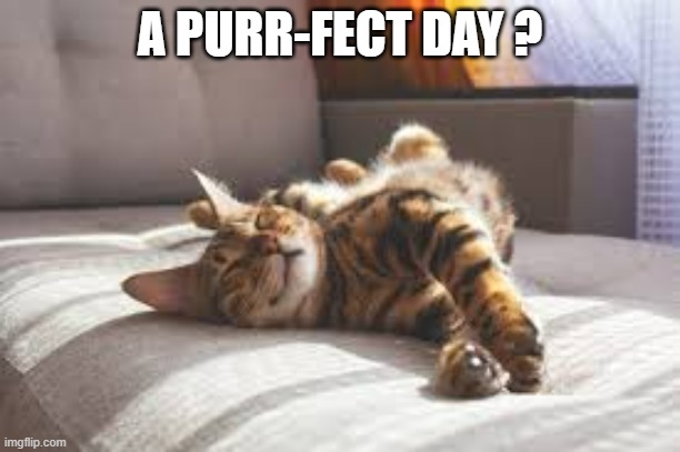 My cat thinks this is a purr-fect day.  - funny - | A PURR-FECT DAY ? | image tagged in cats,funny,cute,kitten,play on words,perfect | made w/ Imgflip meme maker