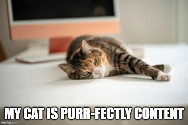 My cat is purr-fectly content. | MY CAT IS PURR-FECTLY CONTENT | image tagged in cats,funny,kitten,humor,content,happy | made w/ Imgflip meme maker
