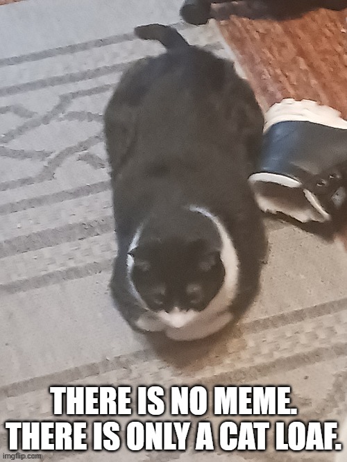 I don't know why it's blurry | THERE IS NO MEME.
THERE IS ONLY A CAT LOAF. | image tagged in cat loaf,tuxedo cat | made w/ Imgflip meme maker