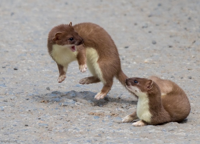 today's brainrot is just STOAT (thanks to a silly game) | made w/ Imgflip meme maker