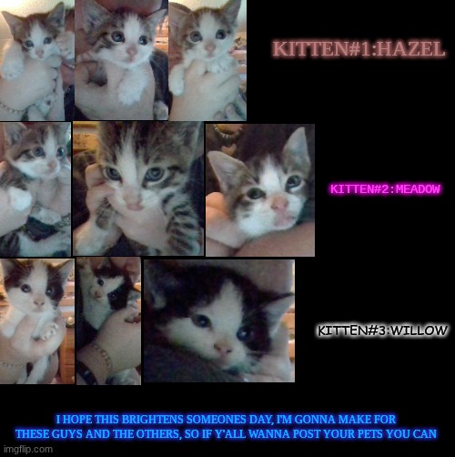 here they are!! they baby kittays!!!<333 | KITTEN#1:HAZEL; KITTEN#2:MEADOW; KITTEN#3:WILLOW; I HOPE THIS BRIGHTENS SOMEONES DAY, I'M GONNA MAKE FOR THESE GUYS AND THE OTHERS, SO IF Y'ALL WANNA POST YOUR PETS YOU CAN | made w/ Imgflip meme maker