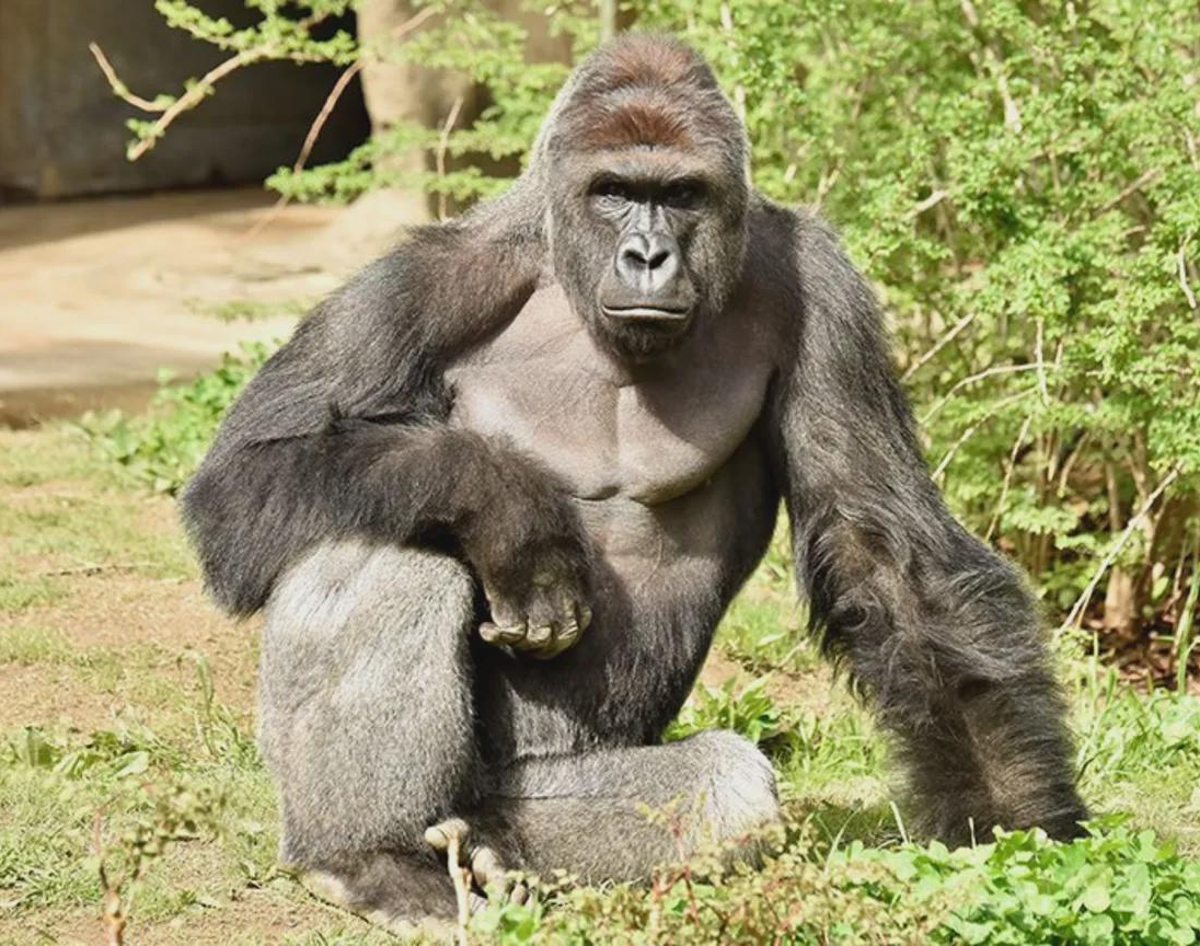 High Quality harambe Blank Meme Template