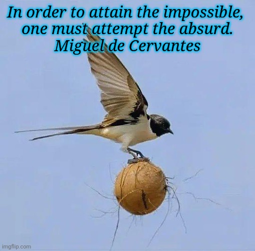 swallow laden with a coconut | In order to attain the impossible, 
one must attempt the absurd.

Miguel de Cervantes | image tagged in swallow laden with a coconut | made w/ Imgflip meme maker