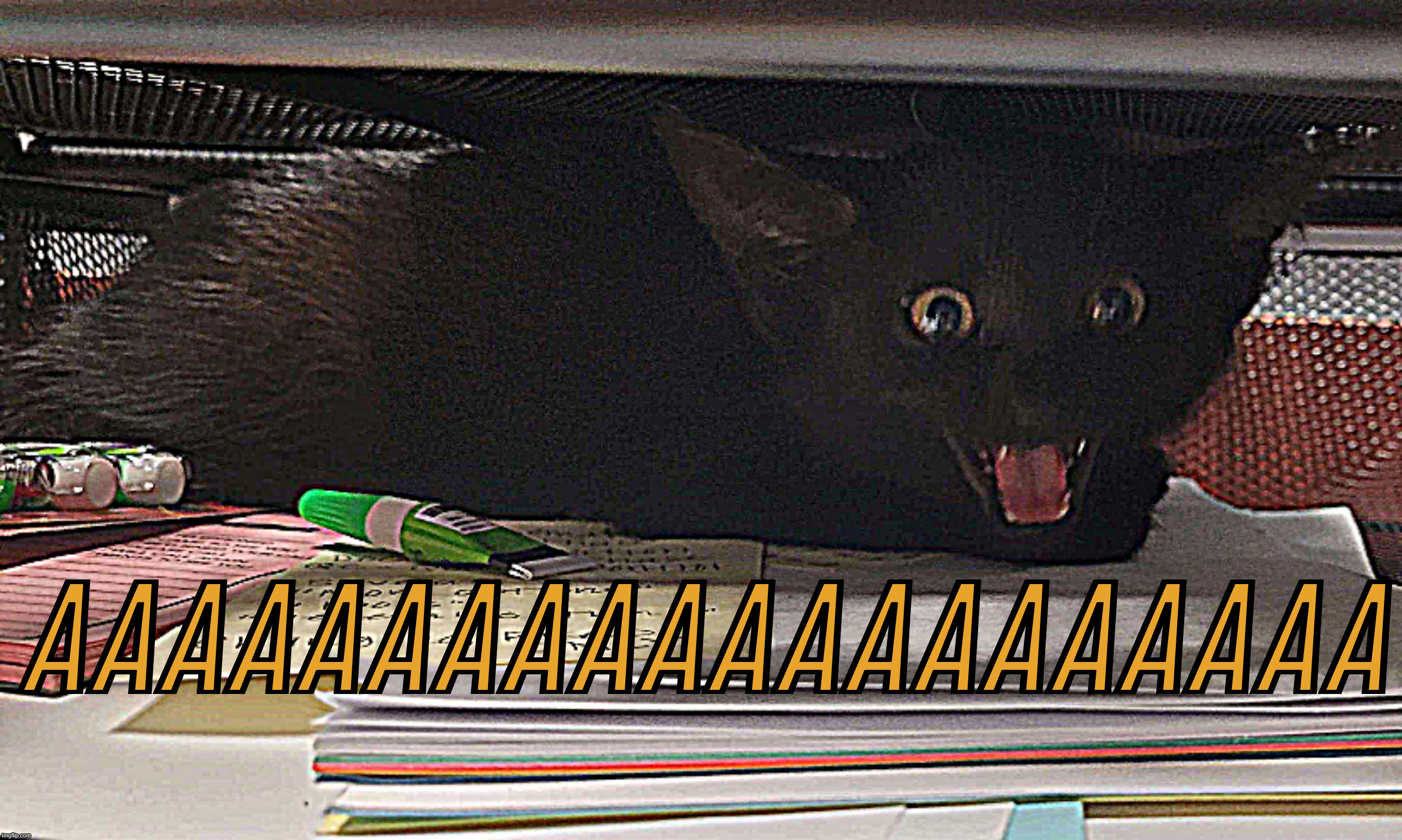 AAAAAAAAAAA | AAAAAAAAAAAAAAAAAAAA | image tagged in cat,kitten,scream,screaming cat,screaming kitten,frrustration | made w/ Imgflip meme maker