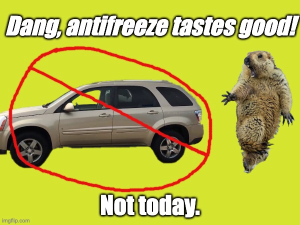 Antifreeze + Marmot = Tasty | Dang, antifreeze tastes good! Not today. | image tagged in funny memes | made w/ Imgflip meme maker