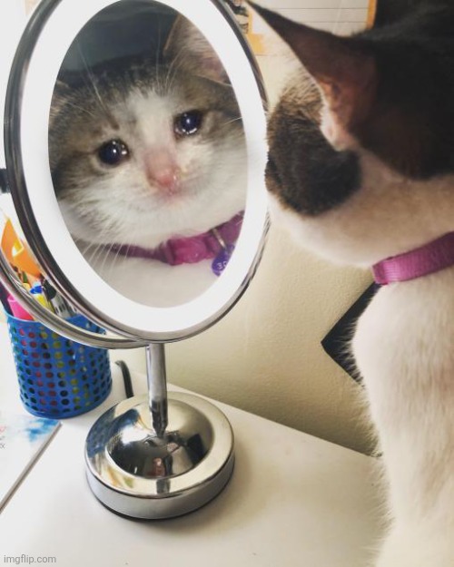 cat crying in front of the mirror | image tagged in cat crying in front of the mirror | made w/ Imgflip meme maker