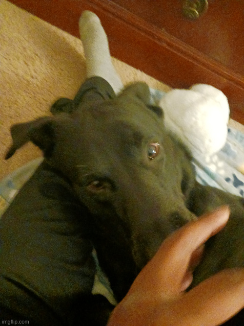 doggo | made w/ Imgflip meme maker