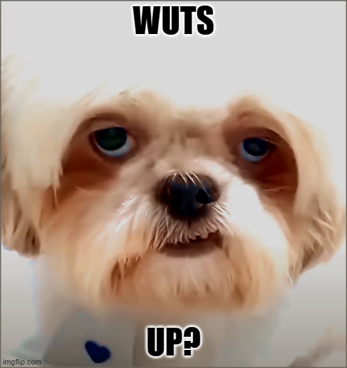 Wats up? | WUTS; UP? | image tagged in dog,dog with attitude | made w/ Imgflip meme maker
