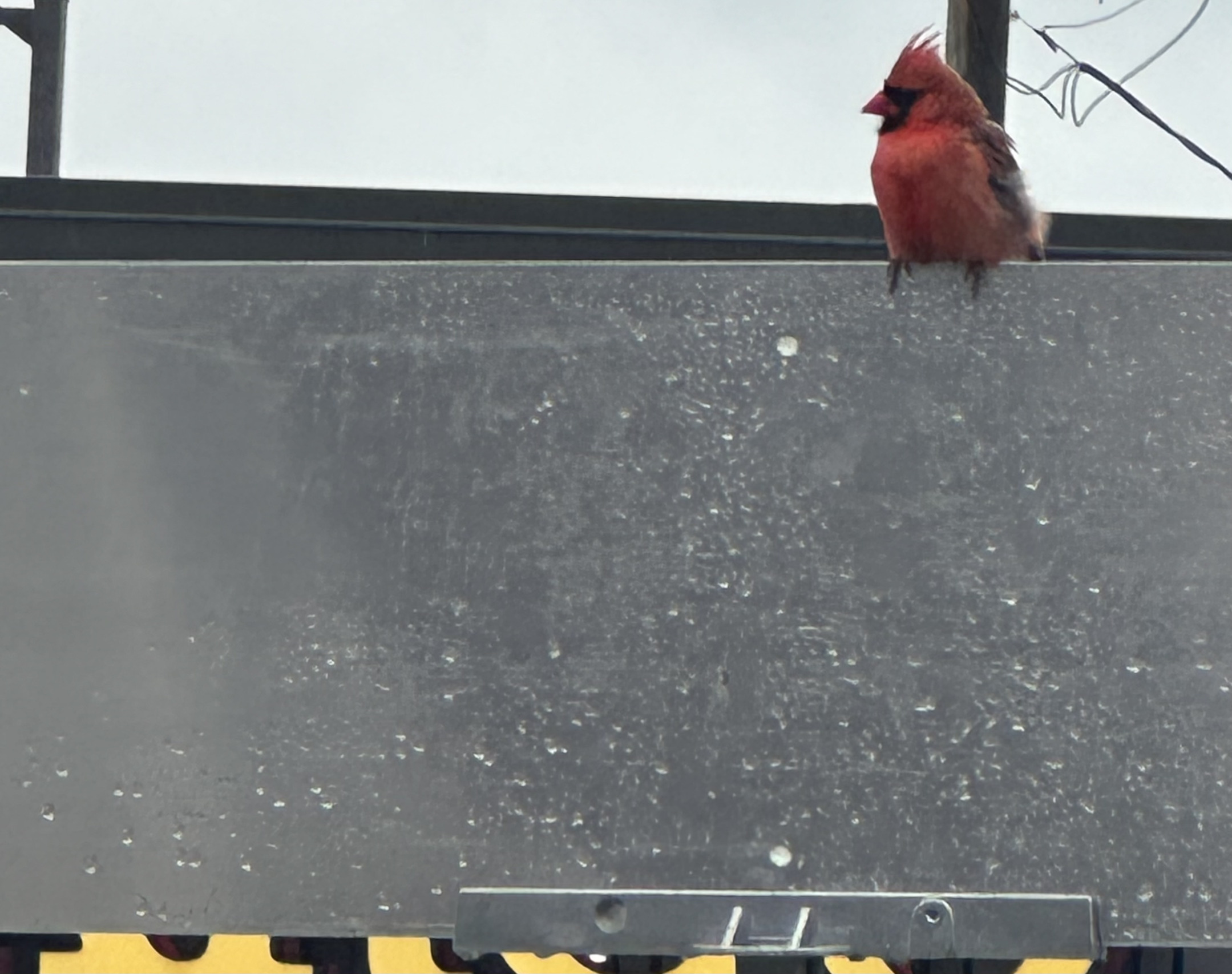 Perched up Blank Meme Template