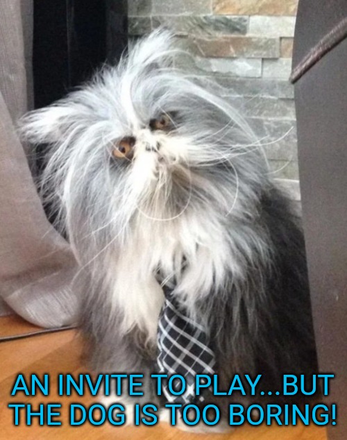 What the? | AN INVITE TO PLAY...BUT THE DOG IS TOO BORING! | image tagged in what the | made w/ Imgflip meme maker