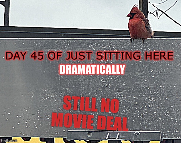 Perched up | DAY 45 OF JUST SITTING HERE; DRAMATICALLY; STILL NO MOVIE DEAL | image tagged in perched up | made w/ Imgflip meme maker