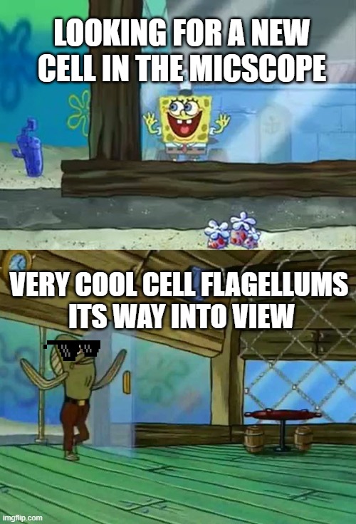 science project meme(im sorry) | LOOKING FOR A NEW CELL IN THE MICSCOPE; VERY COOL CELL FLAGELLUMS
 ITS WAY INTO VIEW | image tagged in excited spongebob,spongebob | made w/ Imgflip meme maker