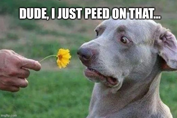 DUDE, I JUST PEED ON THAT... | made w/ Imgflip meme maker
