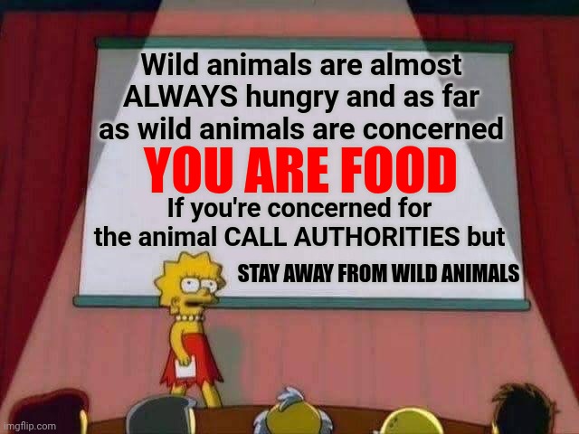 You. Are. Food. | Wild animals are almost ALWAYS hungry and as far as wild animals are concerned; YOU ARE FOOD; If you're concerned for the animal CALL AUTHORITIES but; STAY AWAY FROM WILD ANIMALS | image tagged in lisa simpson speech,memes,animals,wild animals,dangerous,danger | made w/ Imgflip meme maker