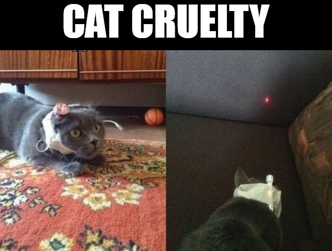 Should tire em out | CAT CRUELTY | image tagged in cat laser meme | made w/ Imgflip meme maker