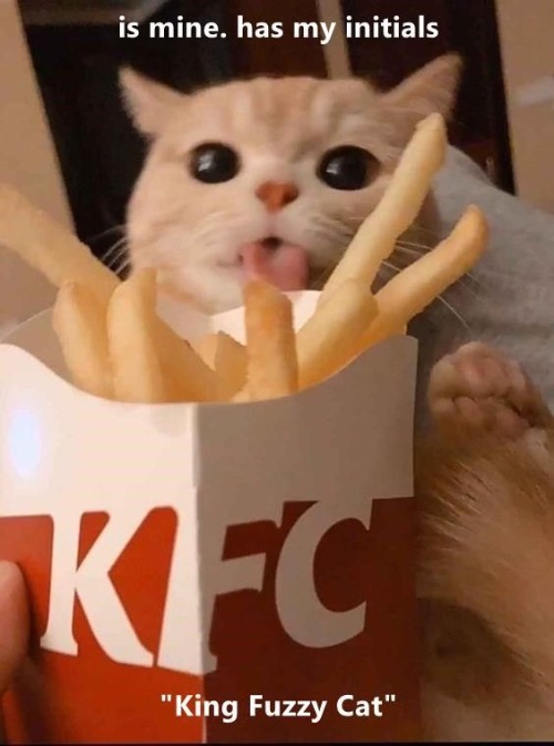 King Fuzzy Cat | image tagged in cats,funny cats,cute cat,kittens,kfc,stealing | made w/ Imgflip meme maker