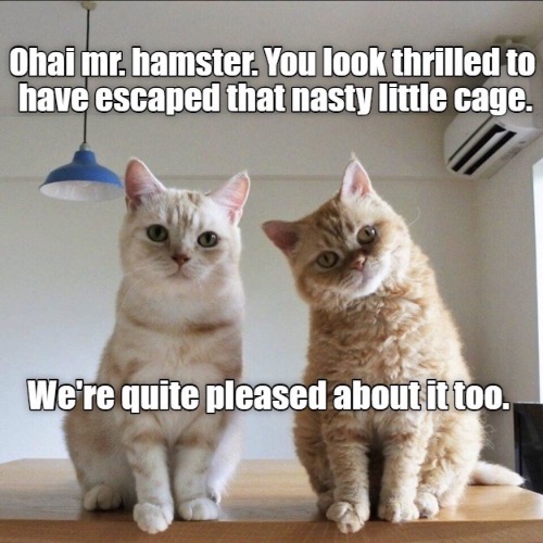 We're Pleased Too | image tagged in cats,funny cats,pleased,funny memes,hungry,hamster | made w/ Imgflip meme maker