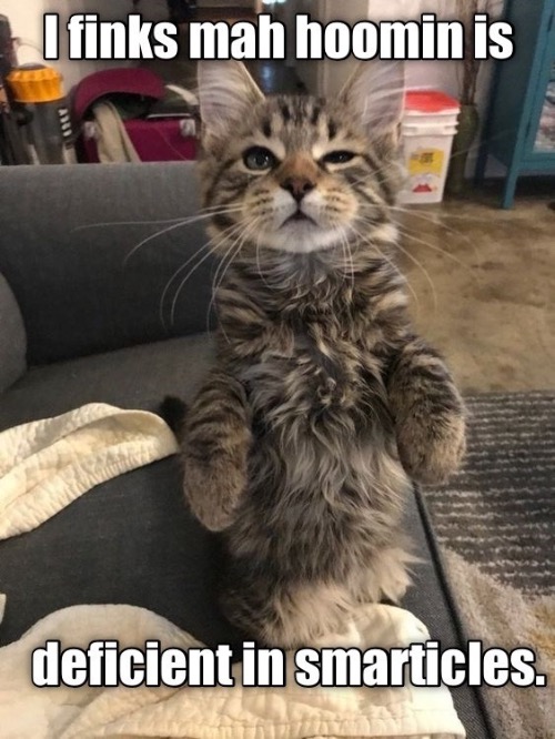 Smarticles | image tagged in cats,funny cats,funny cat memes,smart,duhhh dumbass,human | made w/ Imgflip meme maker