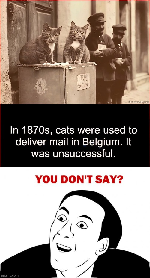Catmail | image tagged in memes,you don't say,cat,mailman,bad idea | made w/ Imgflip meme maker