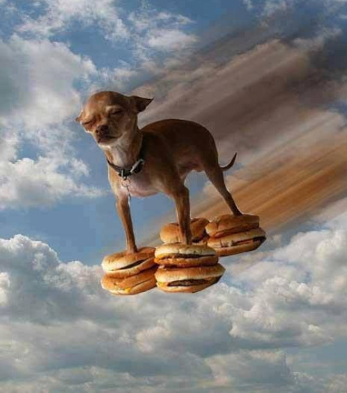 What dogs dream of. | image tagged in memes,dogs | made w/ Imgflip meme maker