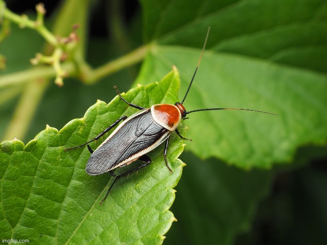 Pale-bordered field cockroach (not my picture) | made w/ Imgflip meme maker
