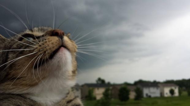 Weather Cat Blank Meme Template