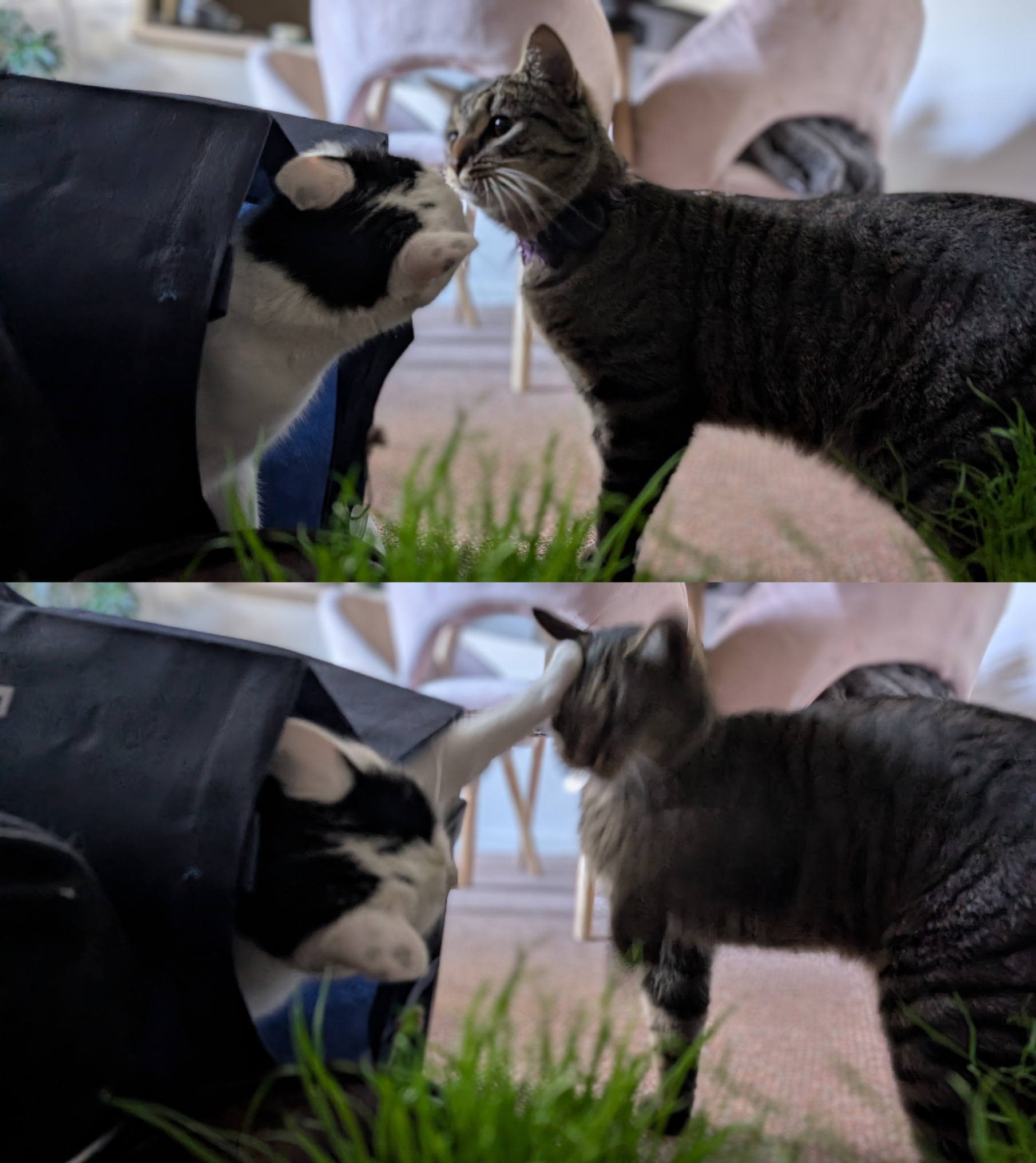 Cat Smack Blank Meme Template