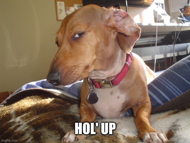 Suspicious Dog | HOL' UP | image tagged in suspicious dog | made w/ Imgflip meme maker