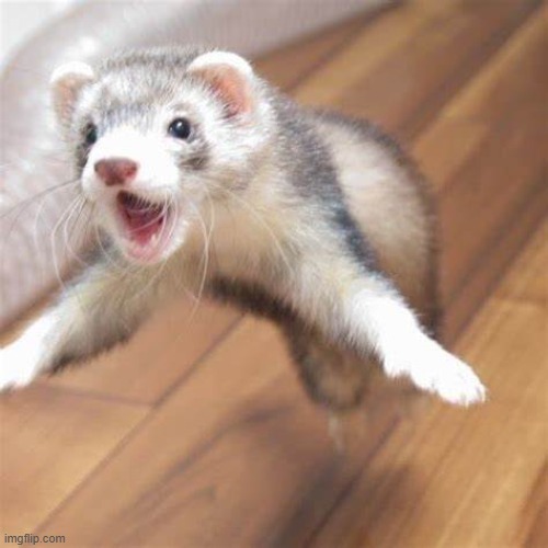 Me running to get the pizza | image tagged in jumping ferret | made w/ Imgflip meme maker