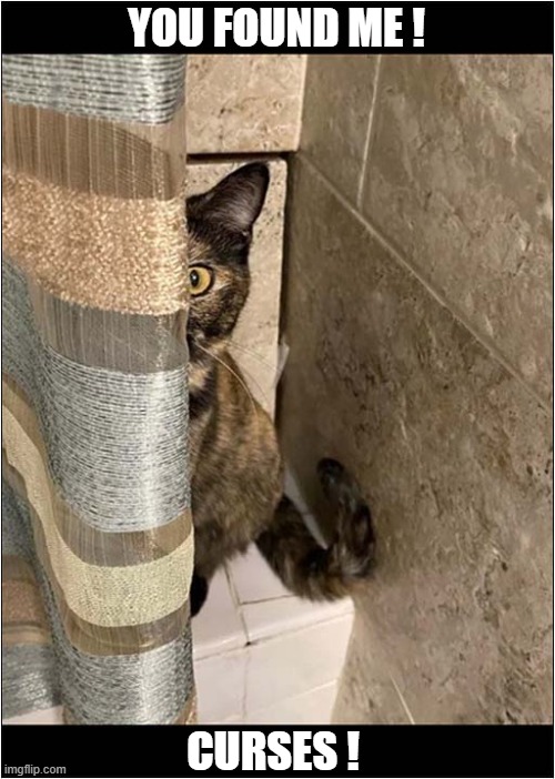 No Hiding Place ! | YOU FOUND ME ! CURSES ! | image tagged in cats,hiding,found,curses | made w/ Imgflip meme maker