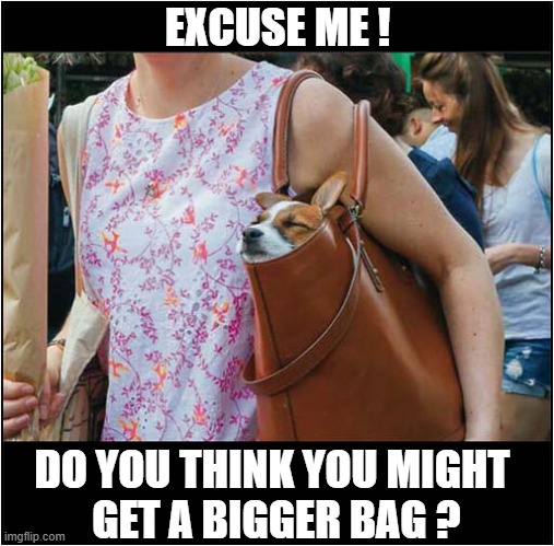 A Tight Fit ! | EXCUSE ME ! DO YOU THINK YOU MIGHT
 GET A BIGGER BAG ? | image tagged in dogs,tight,bag | made w/ Imgflip meme maker