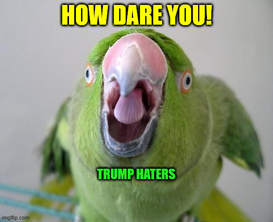Parrot | HOW DARE YOU! TRUMP HATERS | image tagged in parrot | made w/ Imgflip meme maker