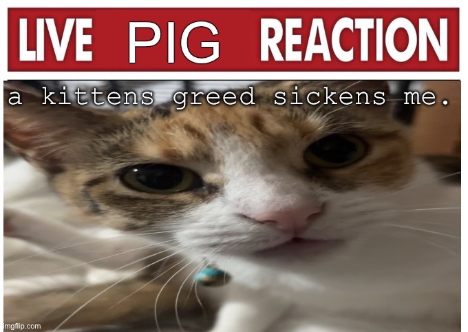 woah | a kittens greed sickens me. | image tagged in woah | made w/ Imgflip meme maker