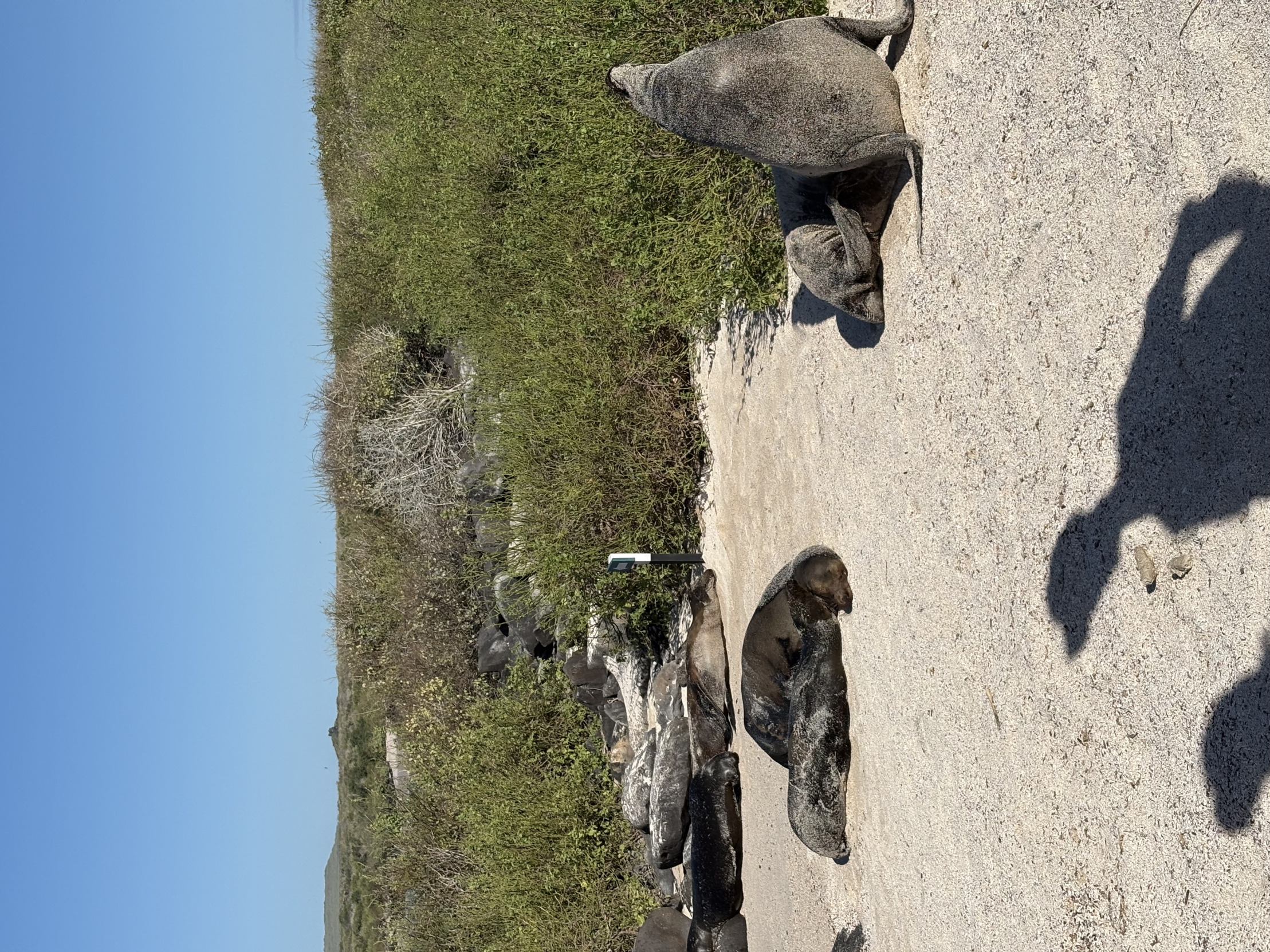 Sea lion blocking the path Blank Meme Template