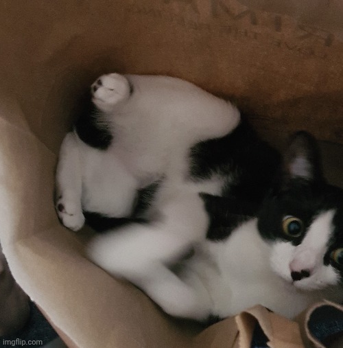 Cat ended up in a Primark bag...and she is very confused. | image tagged in cat,that's just silly cat,floofers,fleef | made w/ Imgflip meme maker