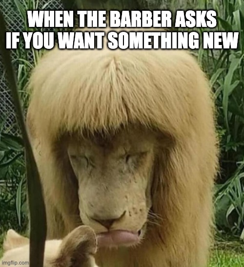 Don't I look pretty | WHEN THE BARBER ASKS IF YOU WANT SOMETHING NEW | image tagged in bad hair day | made w/ Imgflip meme maker