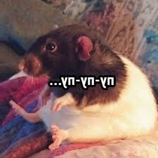rat sitting Blank Meme Template