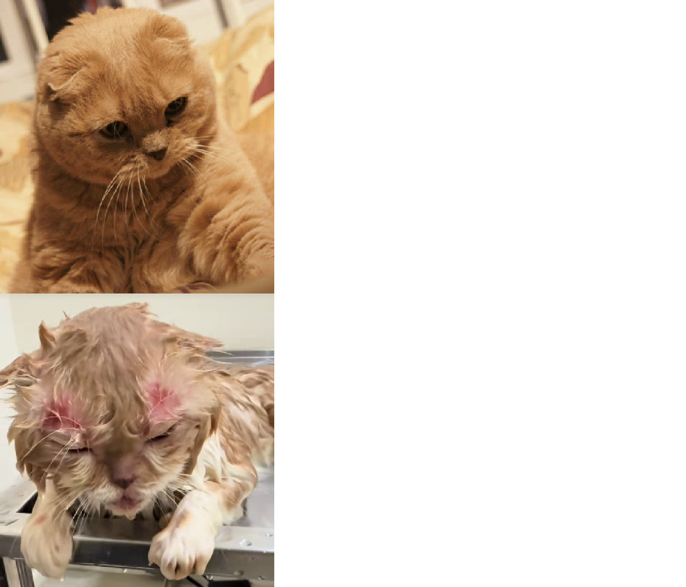 Cat: Confidence vs Consequences Blank Meme Template