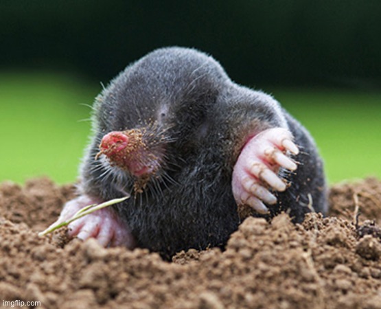 Child mole | made w/ Imgflip meme maker