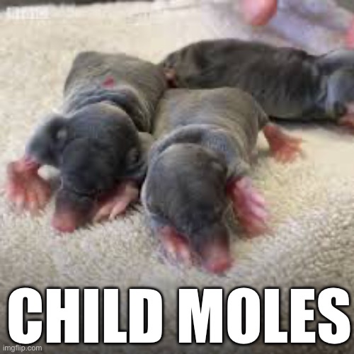 CHILD MOLES | made w/ Imgflip meme maker