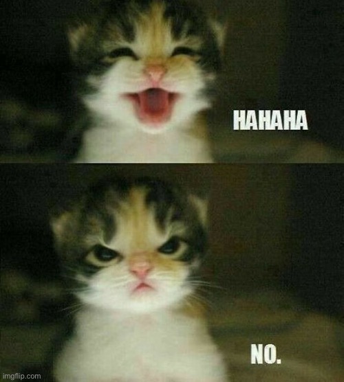 Hahaha no cat | image tagged in hahaha no cat | made w/ Imgflip meme maker