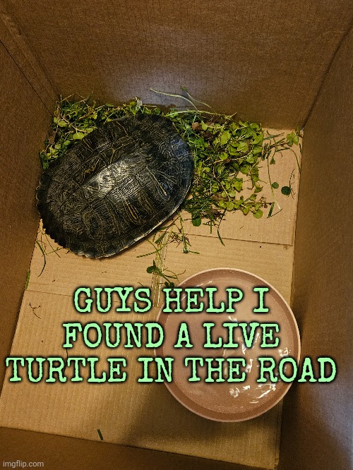 GUYS HELP I FOUND A LIVE TURTLE IN THE ROAD | made w/ Imgflip meme maker