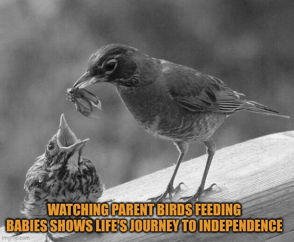 Watching young birds being fed by parents shows the path to independence | WATCHING PARENT BIRDS FEEDING BABIES SHOWS LIFE'S JOURNEY TO INDEPENDENCE | image tagged in bird feeding baby,birds,autism | made w/ Imgflip meme maker
