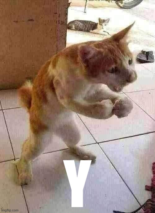 angry cat | Y | image tagged in angry cat | made w/ Imgflip meme maker