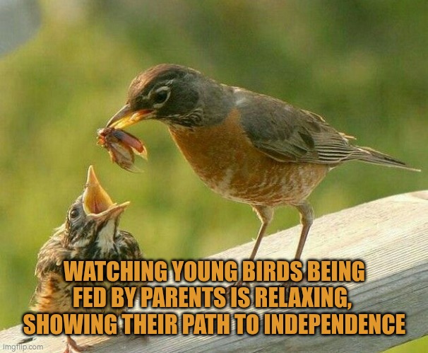 Watching young birds being fed is relaxing and shows the path to independence | WATCHING YOUNG BIRDS BEING FED BY PARENTS IS RELAXING, 
SHOWING THEIR PATH TO INDEPENDENCE | image tagged in bird feeding baby,independence | made w/ Imgflip meme maker
