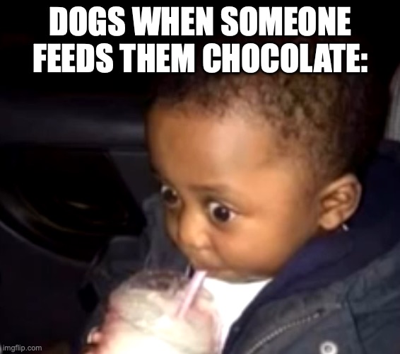 And that dog is cooked thanks to theobromine | DOGS WHEN SOMEONE FEEDS THEM CHOCOLATE: | image tagged in uh oh drinking kid,funny,memes,dogs,chocolate,real | made w/ Imgflip meme maker